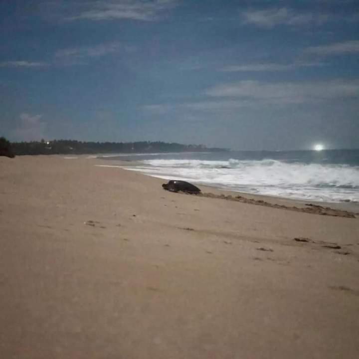 Star Sun Homestay Tangalle Bagian luar foto